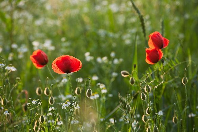 Fotografie aus der Serie &raquo;Local Impressions&laquo;