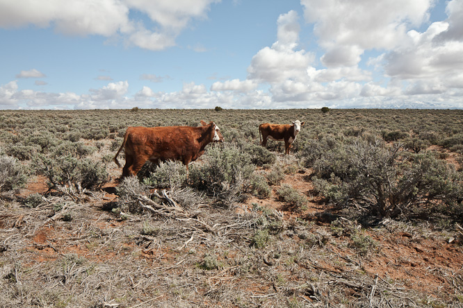 Fotografie aus der Serie »USA National Parks«