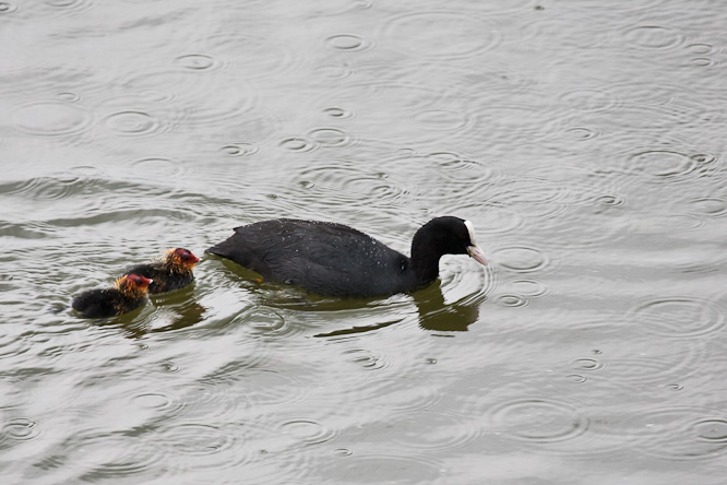 Fotografie aus der Serie »Birds«