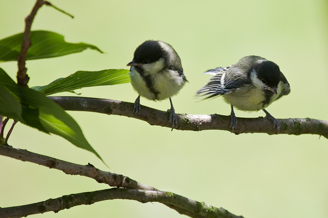 Fotografie aus der Serie »Birds«