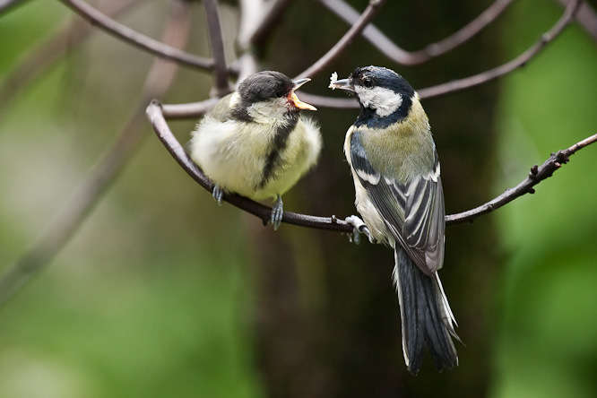 Fotografie aus der Serie »Birds«