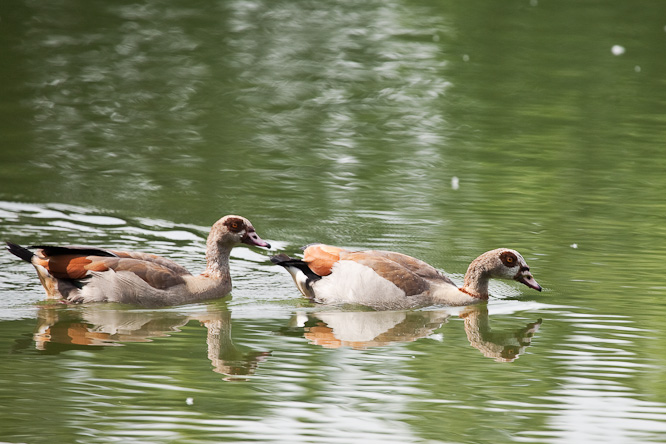 Fotografie aus der Serie »Birds«