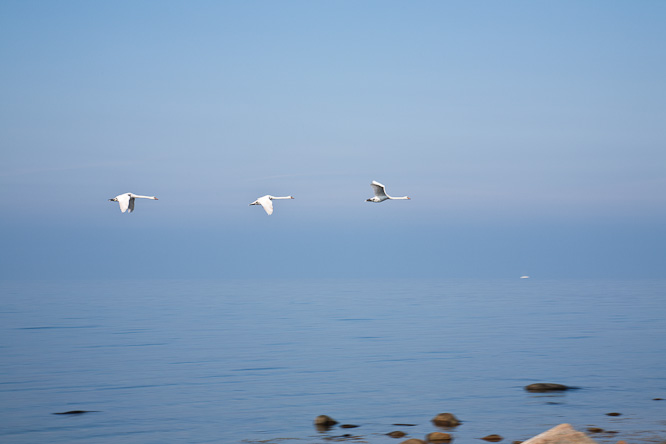 Fotografie aus der Serie »Birds«