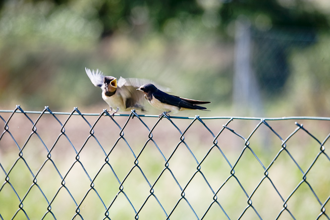 Fotografie aus der Serie »Birds«