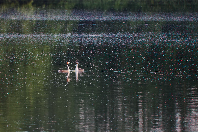 Fotografie aus der Serie »Birds«