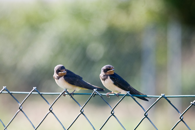 Fotografie aus der Serie »Birds«