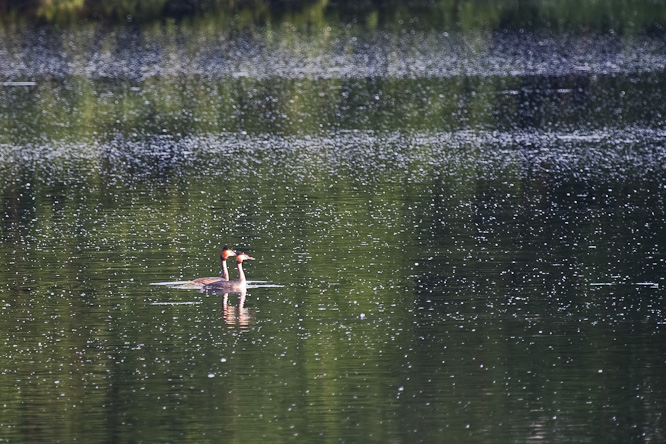 Fotografie aus der Serie »Birds«