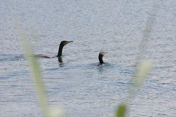 Fotografie aus der Serie »Birds«