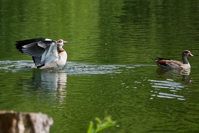 Fotografie aus der Serie »Birds«