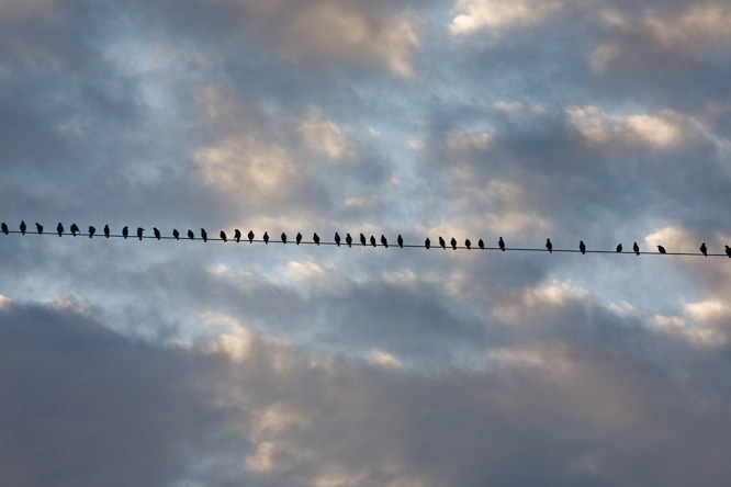 Fotografie aus der Serie »Birds«
