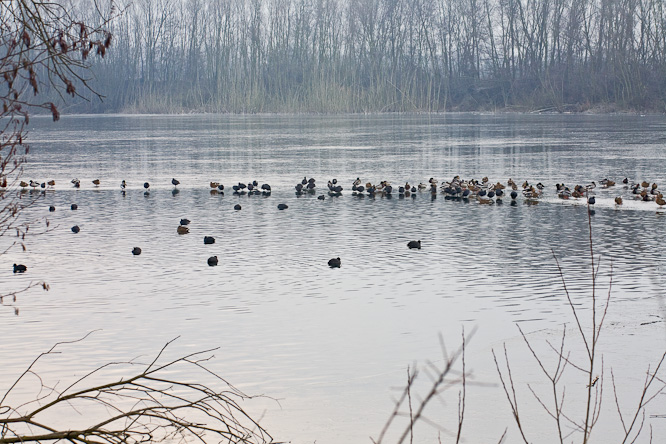 Fotografie aus der Serie »Birds«