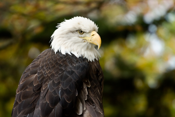 Fotografie aus der Serie »Birds«