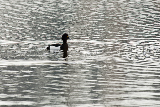 Fotografie aus der Serie »Birds«