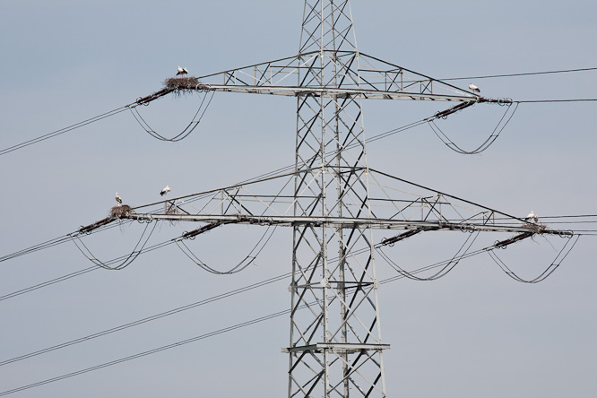 Fotografie aus der Serie »Birds«