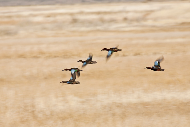 Fotografie aus der Serie »Birds«