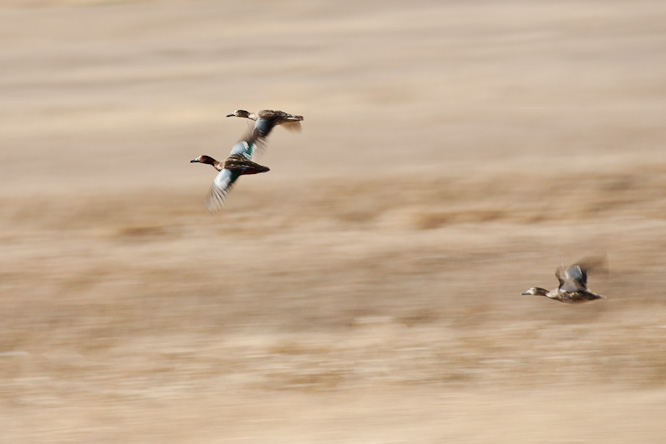 Fotografie aus der Serie »Birds«