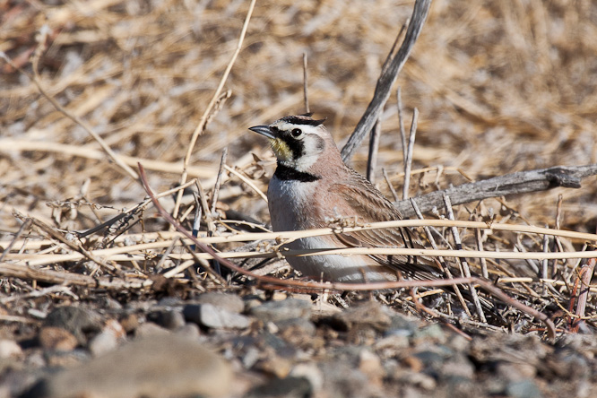 Fotografie aus der Serie »Birds«
