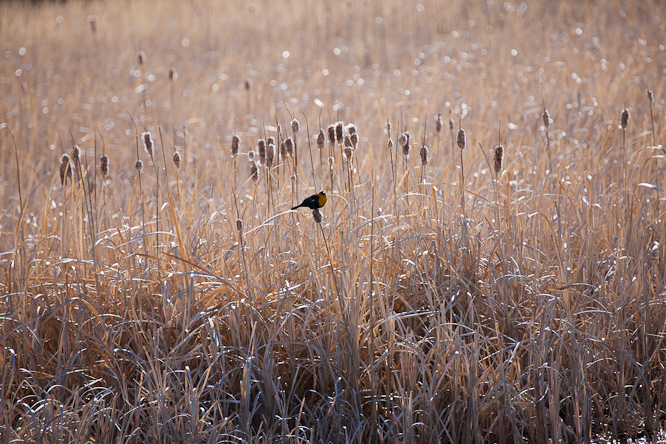 Fotografie aus der Serie »Birds«